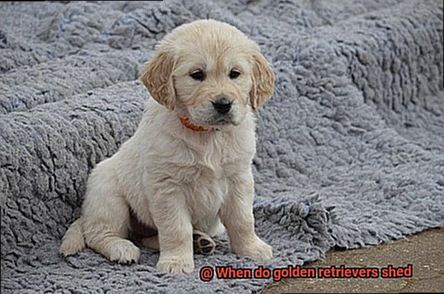 When do golden retrievers shed? - Unleash the Best in Your Retriever