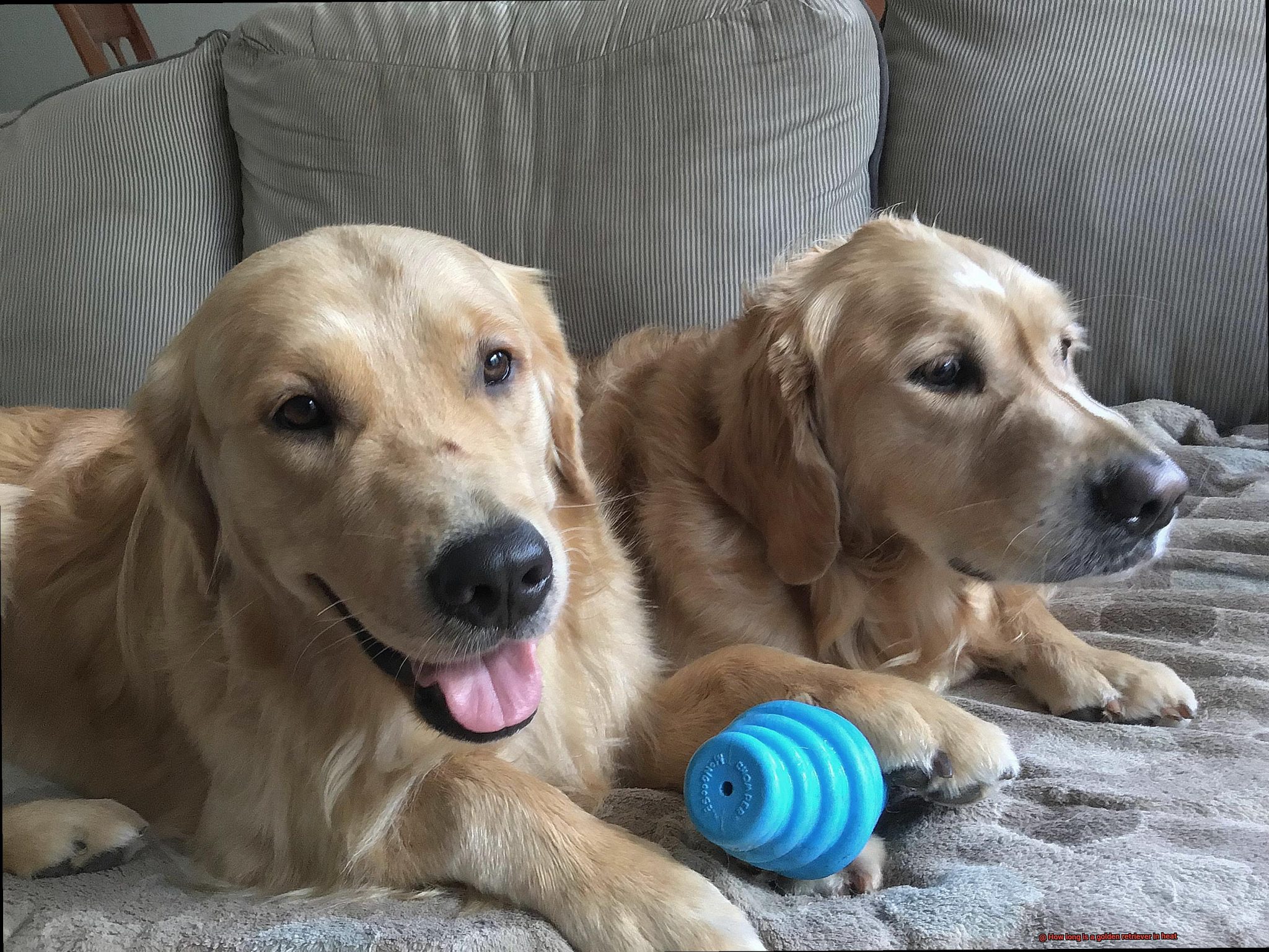 how-long-does-a-golden-retriever-stay-in-heat