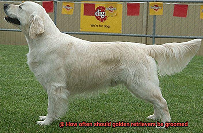 How often should golden retrievers be groomed-5
