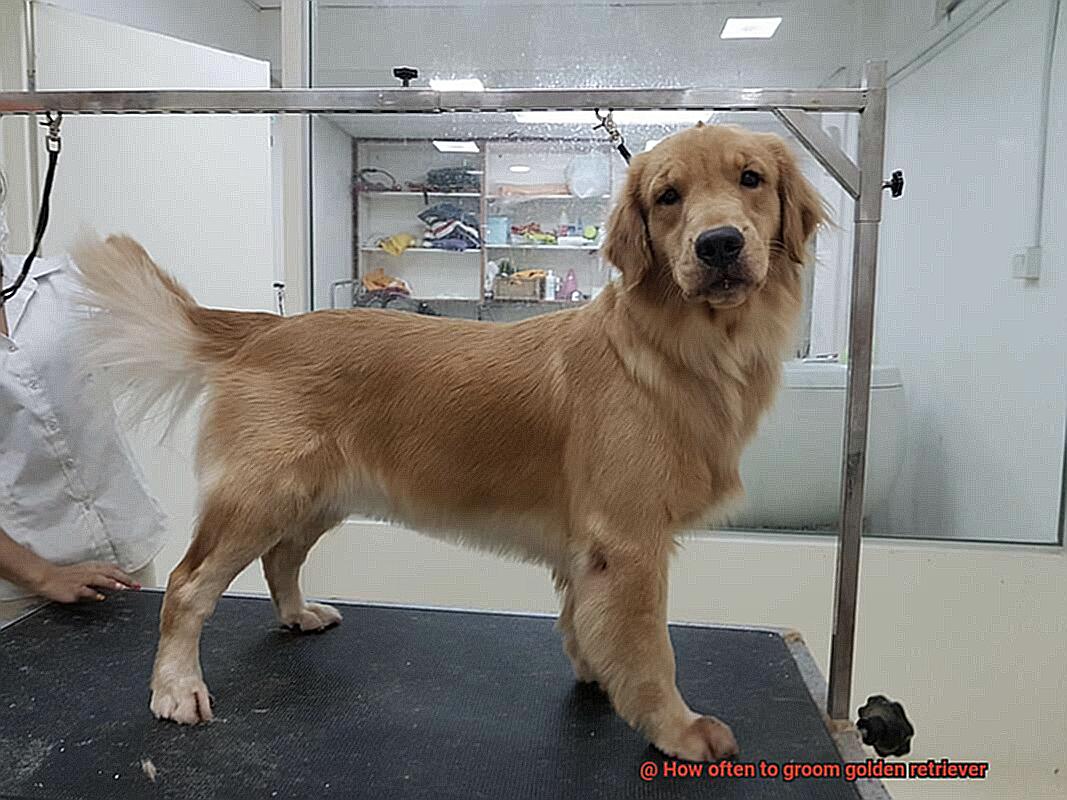 How often to groom golden retriever? Unleash the Best in Your Retriever