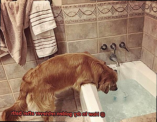 How to dry golden retriever after bath-6