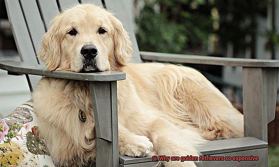 Why are golden retrievers so expensive-5