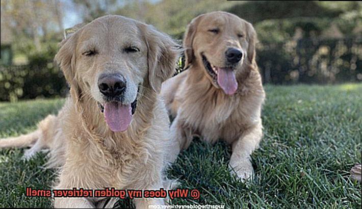 Why does my golden retriever smell-2