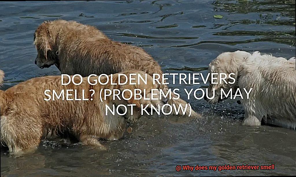 Why does my golden retriever smell-5