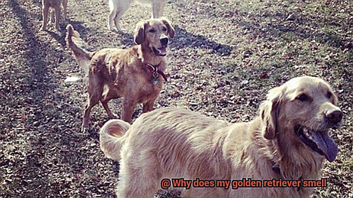 Why does my golden retriever smell-4
