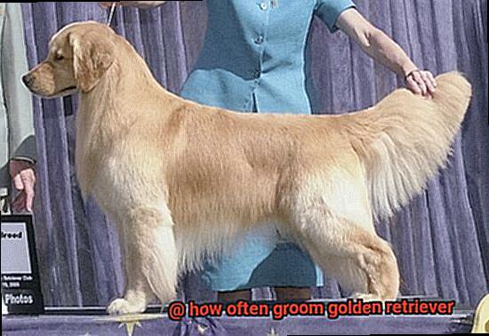 how often groom golden retriever-2