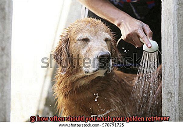 how often should you wash your golden retriever-8