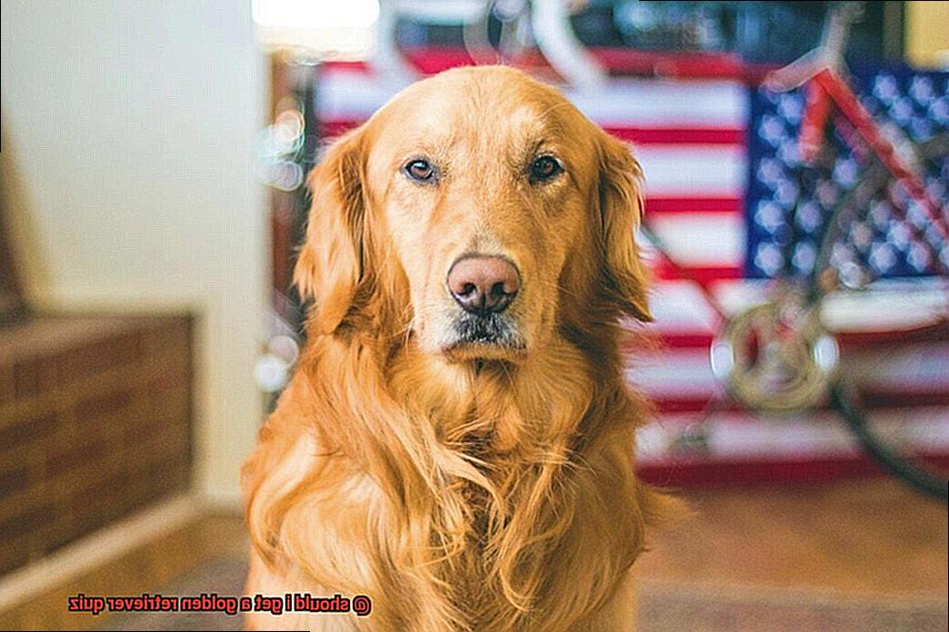 should i get a golden retriever quiz? - Unleash the Best in Your Retriever