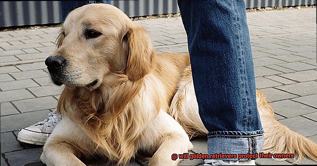 will golden retrievers protect their owners-4