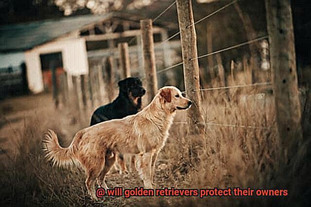 will golden retrievers protect their owners-2