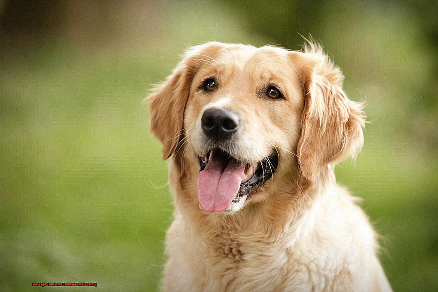 Are Golden Retrievers Considered Large Breed? - Unleash the Best in ...